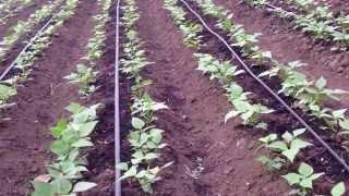 one line drip irrigation acre kit