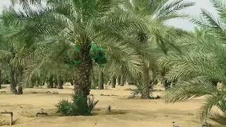 Dates Palm Fruit Farm @ Dubai, UAE