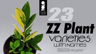 ZZ Plant Varities with name