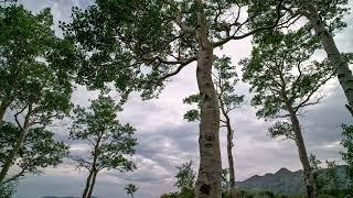 Stock Video - Panning timelapse looking up through aspen trees in Utah