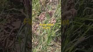 Another Drought Tolerance Crop (Finger Millet)