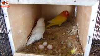 Best Breed Albino Red Eyes and Lutino Red Eyes Lovebirds | Birds Overview 2018 Video Urdu/Hindi