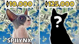 Top 10 Most Expensive Cat Breeds (#1 is Jaw-Dropping)