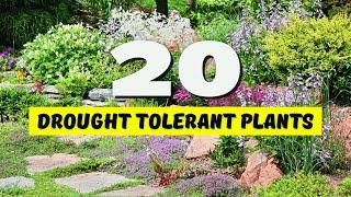  20 BEST Drought Tolerant Plants for YOUR Garden!  NO WATER? NO PROBLEM! 