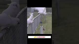Australian cockatoos have learned to drink water like humans.