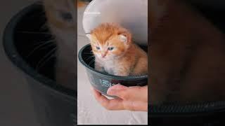 Cute Cat Video | Cat Videos | Meowing Cat Video | Animal Holic | Funny Cat Video | Cat Sound | Kitty