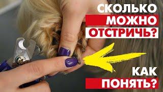 Когти у собак - сколько можно отстричь? Лучшее видео по стрижке когтей