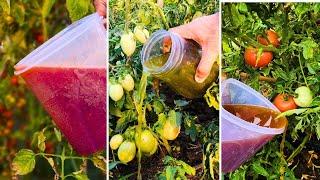 This Liquid Gold Made My Tomato Plants Grow Like Crazy Overnight!