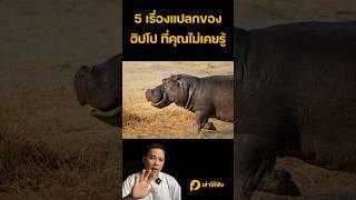 5 เรื่องแปลกของฮิปโป #เล่าให้ฟัง #สัตว์โลกน่ารัก