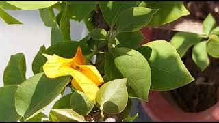 Boungnwalila  #varinderjit vlog#andgardening#channel