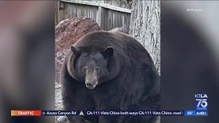 Huge bear ‘Hank the Tank’ has broken into dozens of Lake Tahoe homes as it eludes capture