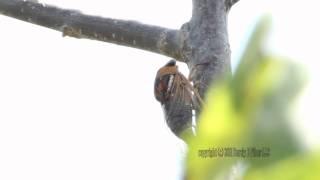 20110912 Cicada Singing on River