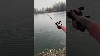 How to catch a fish using fishing bait#youtubeshorts #shorts