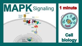 MAPK signaling pathway explained in 1 minute | Ras MEK ERK pathway | 1-minute cell biology