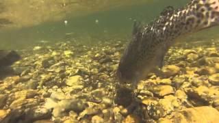 Orvis Woodbridge Fly Fishing School