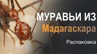 НОВЫЕ МУРАВЬИ ИЗ МАДАГАСКАРА!