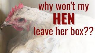 Why Your Hen Won't Leave Her Nesting Box (Broody Hens Explained)