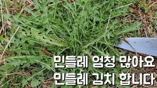 민들레 김치 하려구 욕심좀 부렸네요 민들레 무지 많아요