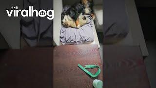 Dog and Cat Nap Together || ViralHog