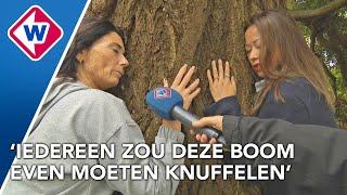 Knuffelen met de boom van het jaar kan gewoon in Leiden