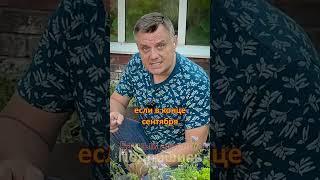 Секреты посевов в июле от агронома