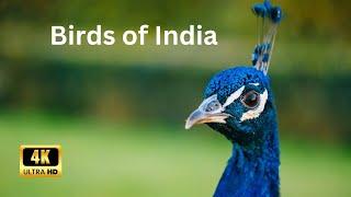 Birds of India with Names 4K | Discover the Rich Avian Diversity of India