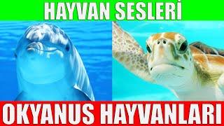 Okyanus Hayvanlarını Öğrenelim | Çocuklar İçin Hayvanlar