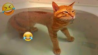 New Funny Cat and Dog Videos  Funniest Animals  Part 4