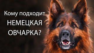 Кому подходит НЕМЕЦКАЯ ОВЧАРКА? GERMAN SHEPHERD