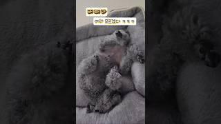 사직서 낸 쫑이