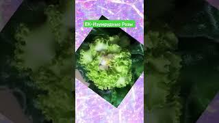 А любите ли вы зеленушки, как  люблю их я?!  Шикарный сорт Елены Коршуновой #фиалки #сенполии #сад