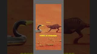 COBRA VS MANGOOSE #shorts #reels