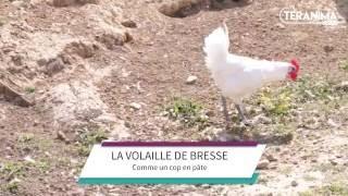 La volaille de Bresse comme un coq en pâte - Teranima TV