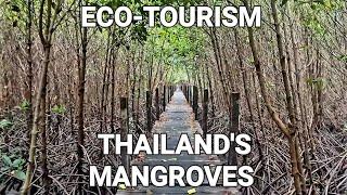 ECO-TOURISM THAILAND. DEEP INTO THE MANGROVES OF RAYONG PROVINCE. #mangroves