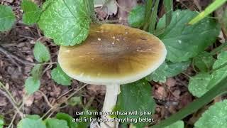 Amanita Phalloides. How to distinguish from champignons, cheese and fly agaric. Signs of poisoning