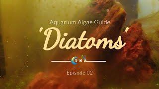 Aquarium Algae Guide | Episode 02. Diatoms | Nano tank maintenance guide