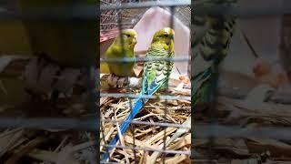 Very sweet  #cute #funny #budgies #parrot #lovebirds