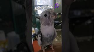 Sydney is still singing his songs🩶. #cockatiel #cockatiels  #parrot #parrots