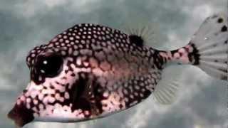 snorkeling @ playa porto mari, Curacao - curious spotted boxfish