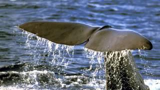 Meet whales and dolphins in the Mediterranean with Tethys' researchers
