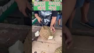 필리핀 두리안 해체 작업 #shorts