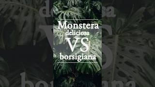 Deliciosa VS Borsigiana Monstera | They’re VERY Different - Which One is Yours?