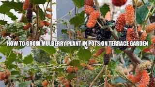 மாடி தோட்டத்தில் மல்பெரி பழச்செடி கொத்து கொத்தாய் வளர்க்க!! How to grow Mulberry fruit plant in pots