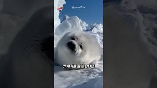태어난 지 2주 만에 버림받는 이 동물