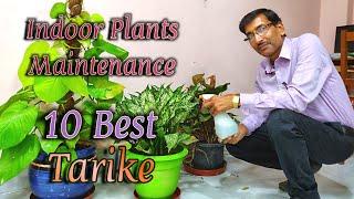 इंडोर प्लांट्स ग्रो करने के १० जरूरी टिप्स जानिए  // 10 Important tips for  indoor Plants.