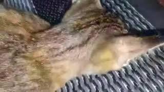 Adorable Tiny TCD Kitten Catches Beautiful Dragonfly Prey [ Cats Hunting, Cats Stalking Prey