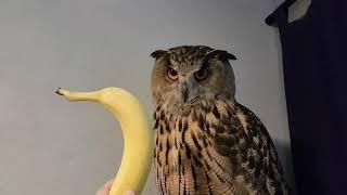 Eagle-Owl Yoll and Banana.