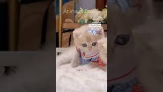 Get ready to melt your heart with these adorable kittens! ️