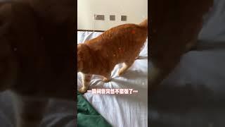 【貓咪叫不苦】我的貓帶給我的安全感！謝謝你保護我️