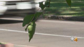 Long Term Vision To Revamp East Colfax Avenue Area Concerning To Some Denver Residents